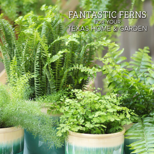 fern care