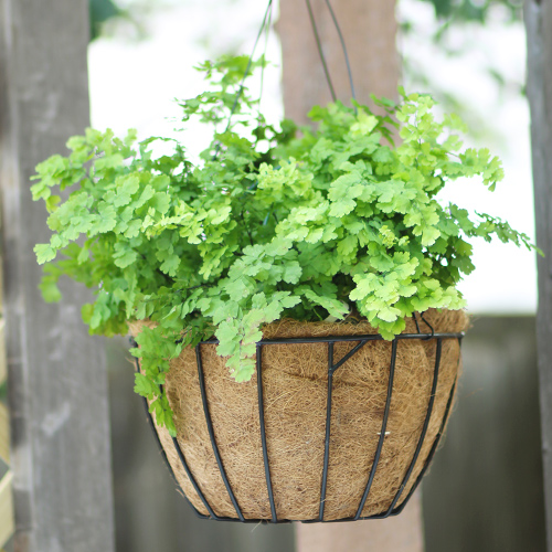 maidenhair fern hanging basket