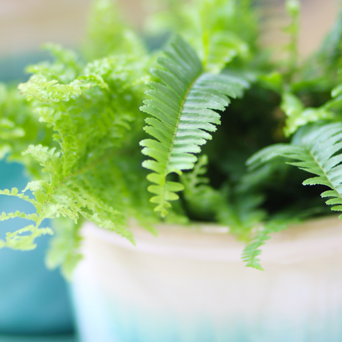 boston fern fronds