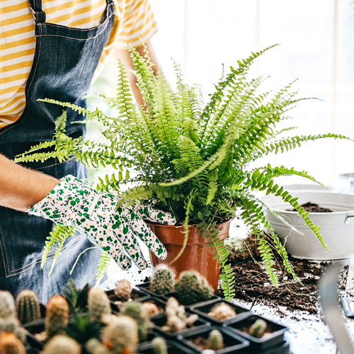 planting ferns