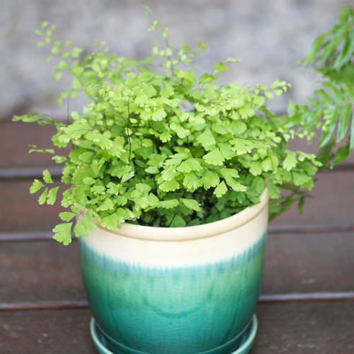 ferns in containers