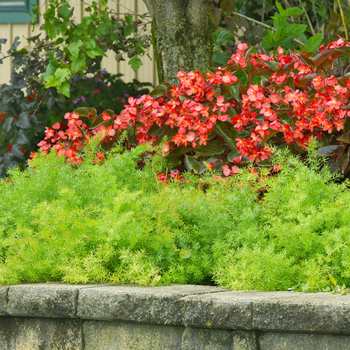 ferns in flowerbeds