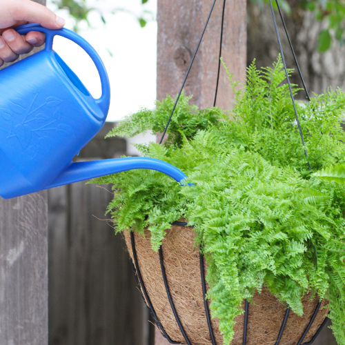 fern watering