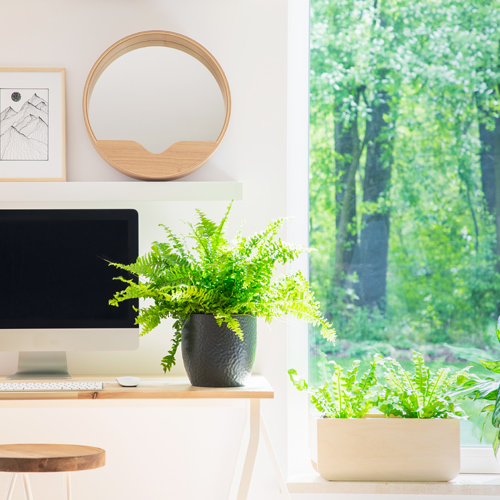 growing ferns indoors