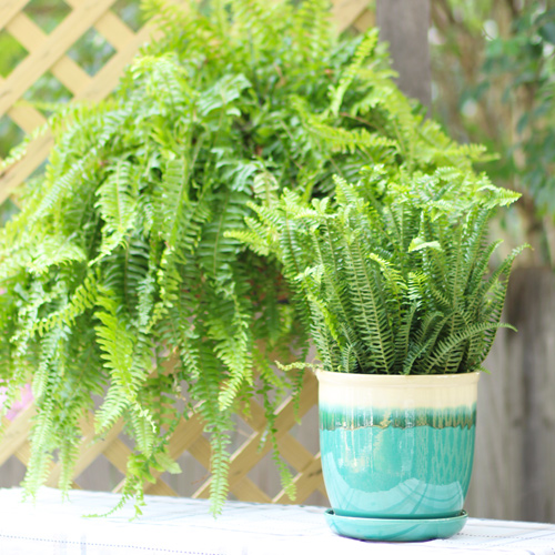 kimberly queen fern