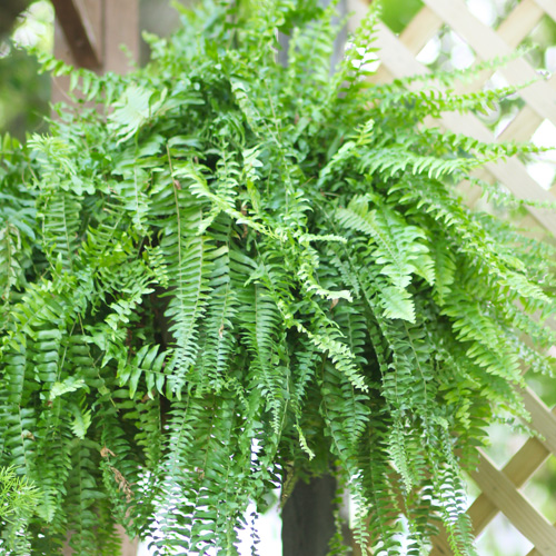 kimberly queen fern hanging basket