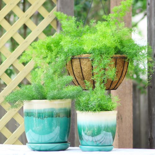 asparagus fern