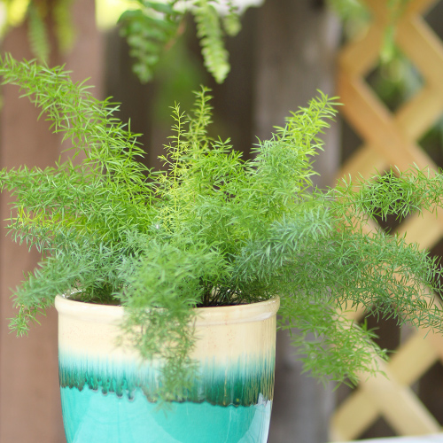 asparagus fern