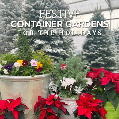 christmas container gardens