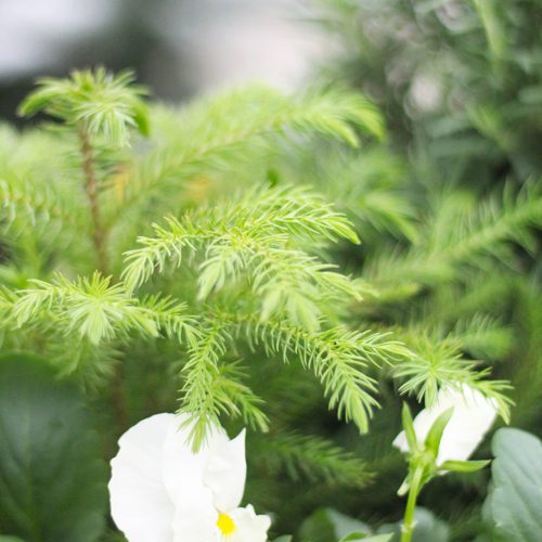 norfolk island pine