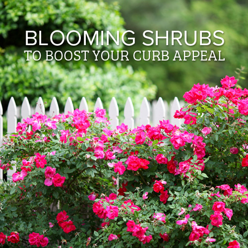 flowering shrubs for curb appeal