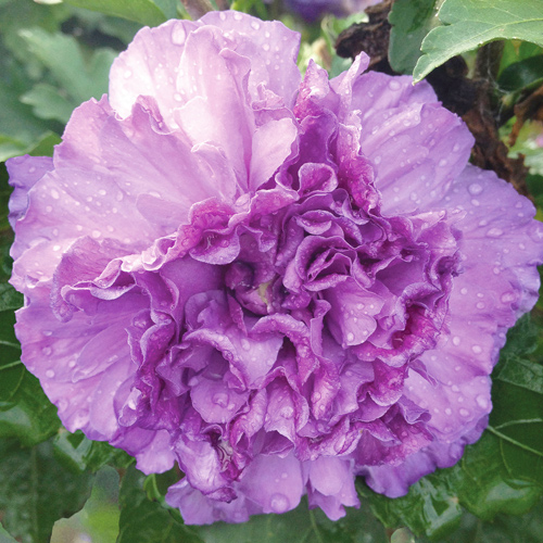 purple althea