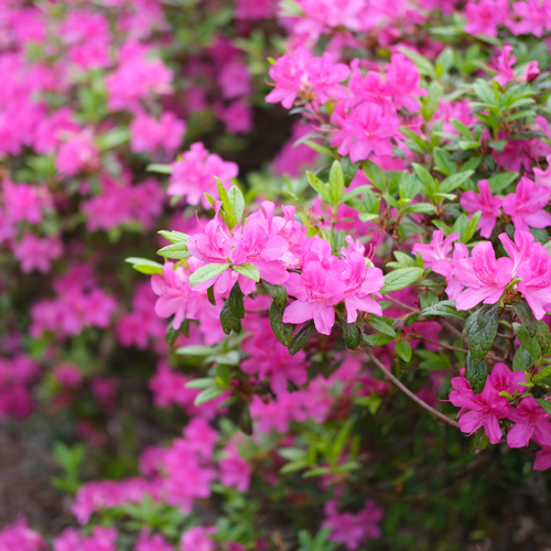 azaleas