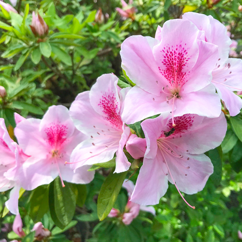 pink with blotch azaleas