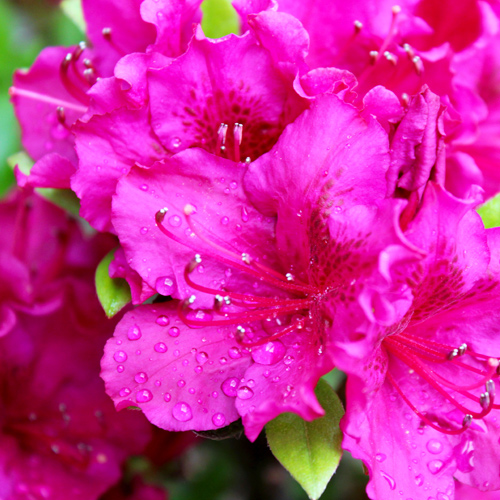 pink azaleas