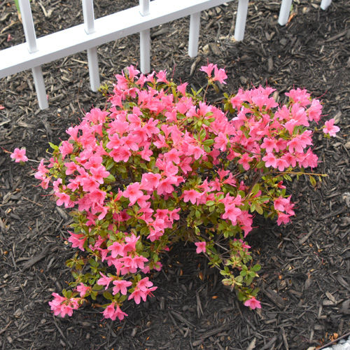 mulch around azaleas