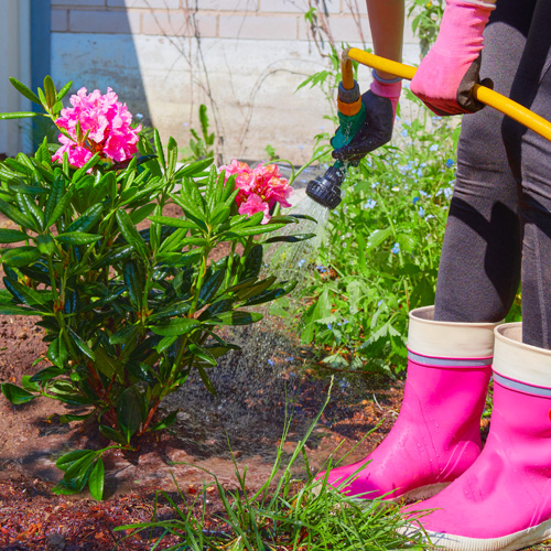 watering flowering shrubs