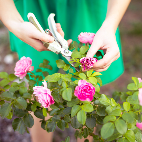 pruning shrubs