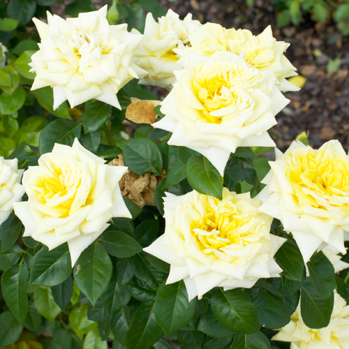 bee heaven roses