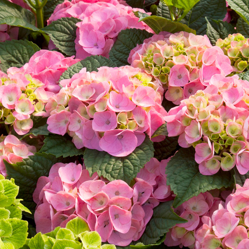 pink hydrangeas