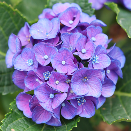 blue hydrangeas