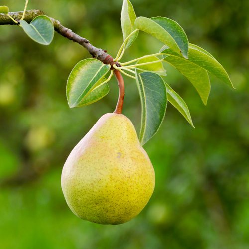 pear tree