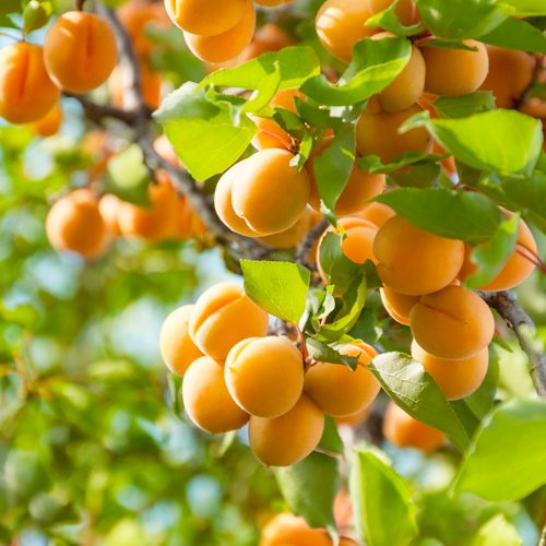 apricot tree