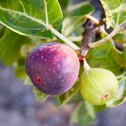 fig tree