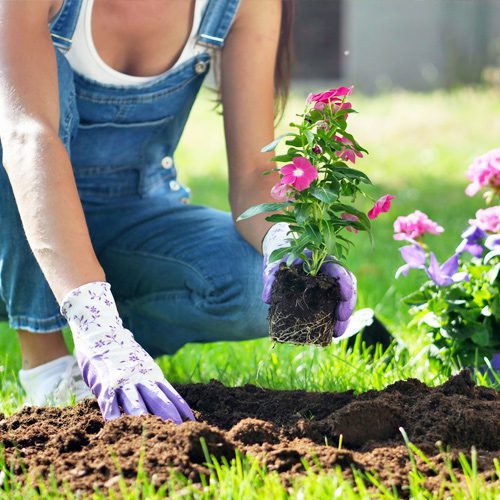 Girl Planting Cora Vinca in Garden | Calloway’s Nursery