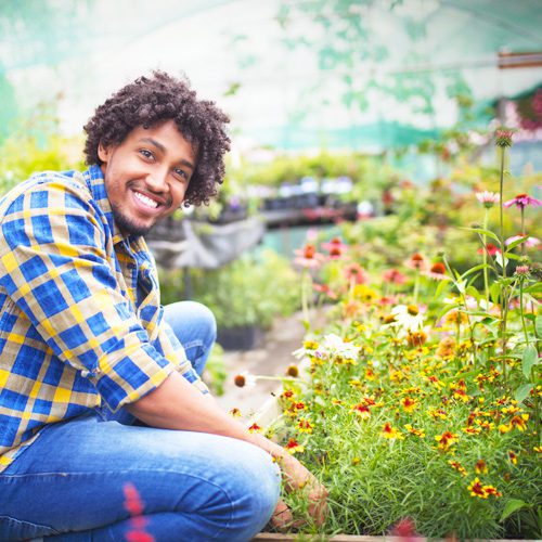 Man With Coneflowers Plant in Garden | Calloway’s Nursery