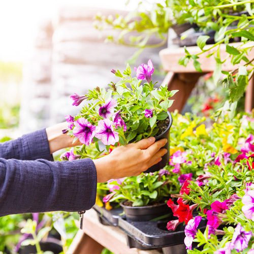 Woman Holding Petunias Flower Plant | Calloway’s Nursery