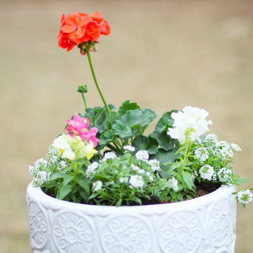 geranium container garden idea for color