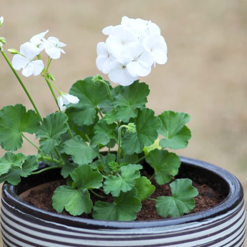 white geranium