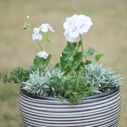 geranium container garden with herbs