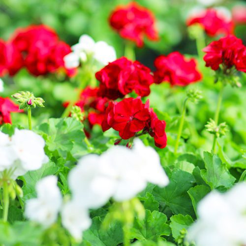 red and white geraniums