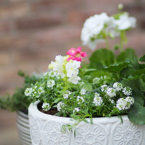 container garden ideas