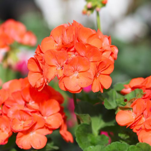 orange geranium