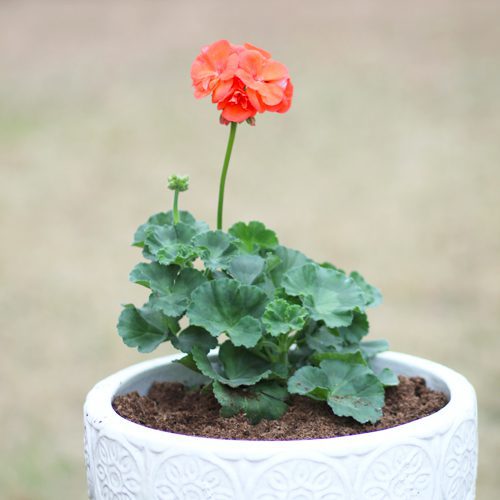 orange geranium