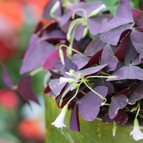 purple shamrock plant