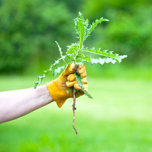 gardener-with-glove-holding-weeds