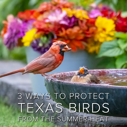 3 ways to protect texas birds