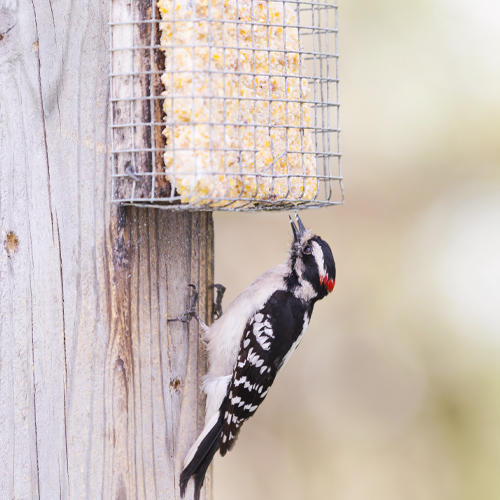 suet cake feeder