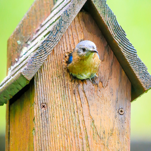 birdhouse