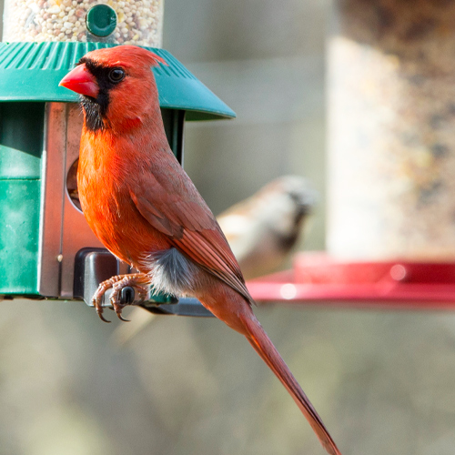 bird feeder