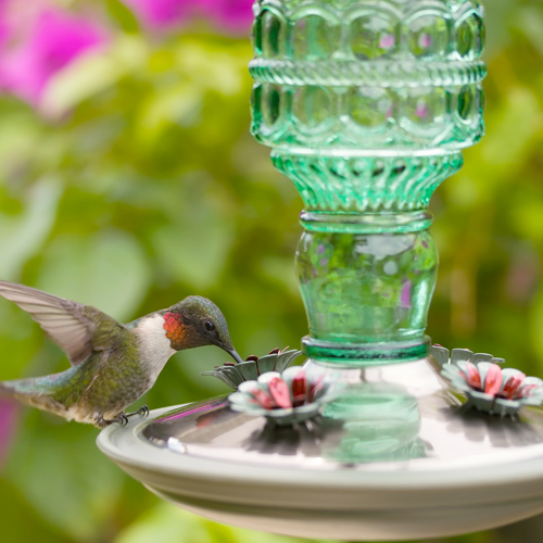 hummingbird feeder