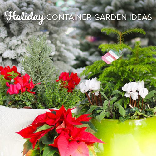 Christmas Container Gardens | Calloway's Nursery