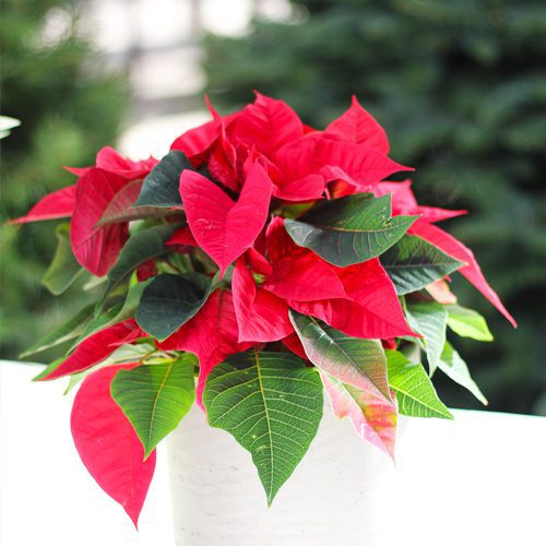 Red Poinsettia for Christmas Holidays | Calloway's Nursery