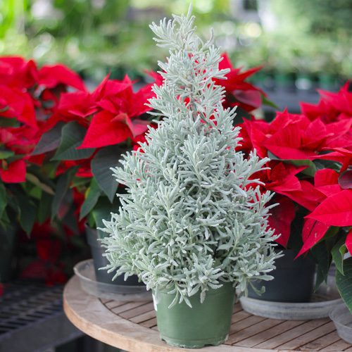 Lavender Holiday Plant for Christmas | Calloway's Nursery