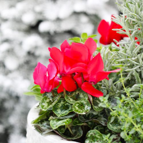 Red Cyclamen Flower Plant for Christmas Holidays | Calloway's Nursery