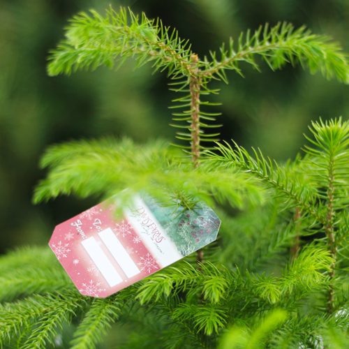 Norfolk Island Pine for Christmas Holidays | Calloway's Nursery